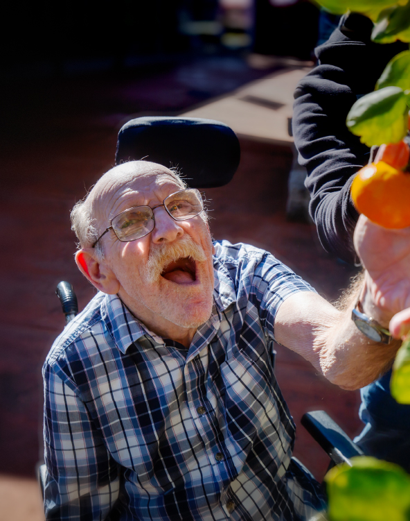 A man in a wheelchair reaching up to pick a mandarin from a tree